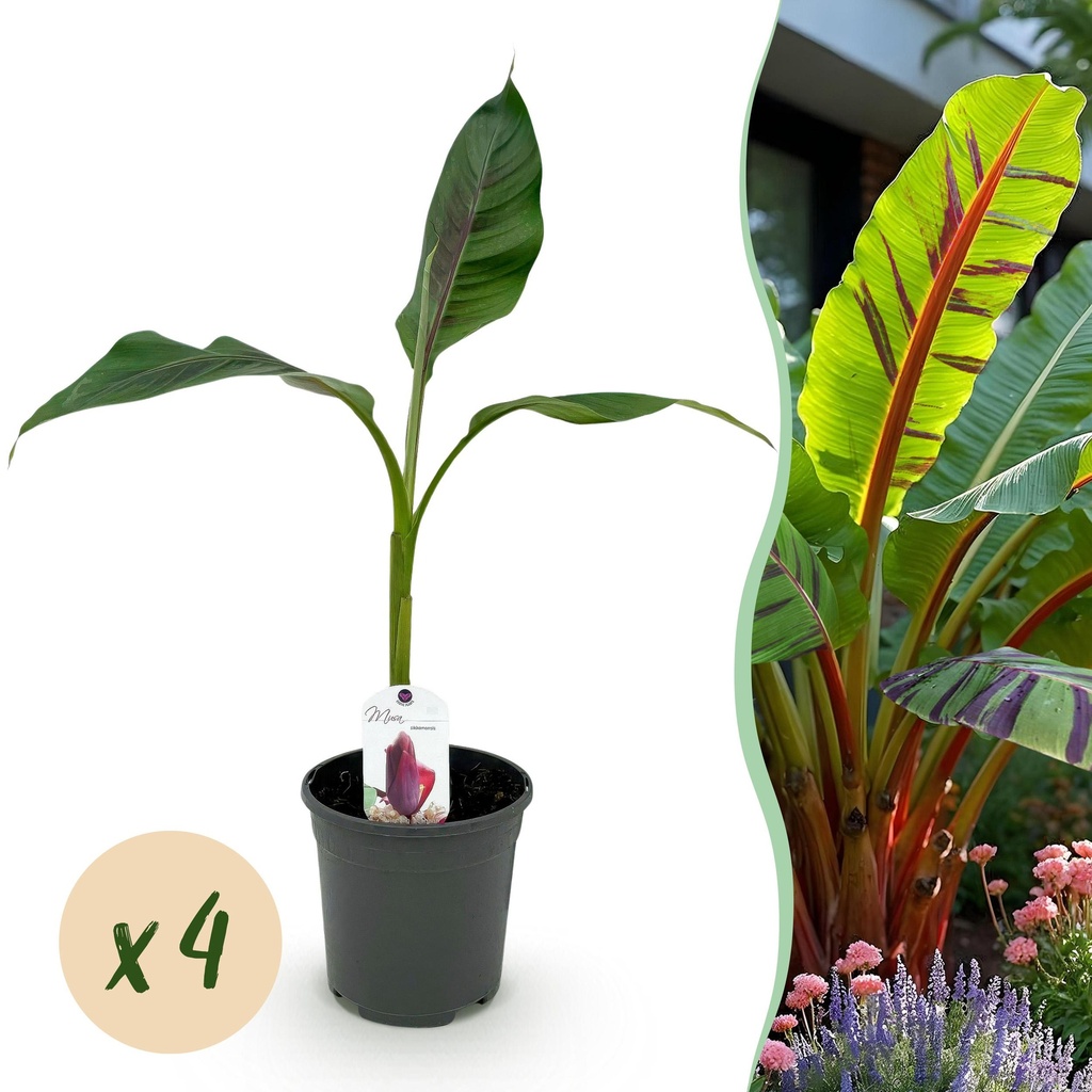 Obstpflanze - Bananenpflanze - Musa sikkemensis Red Tiger - Winterhart - 4 Pflanzen - Topf 17cm Höhe 40cm