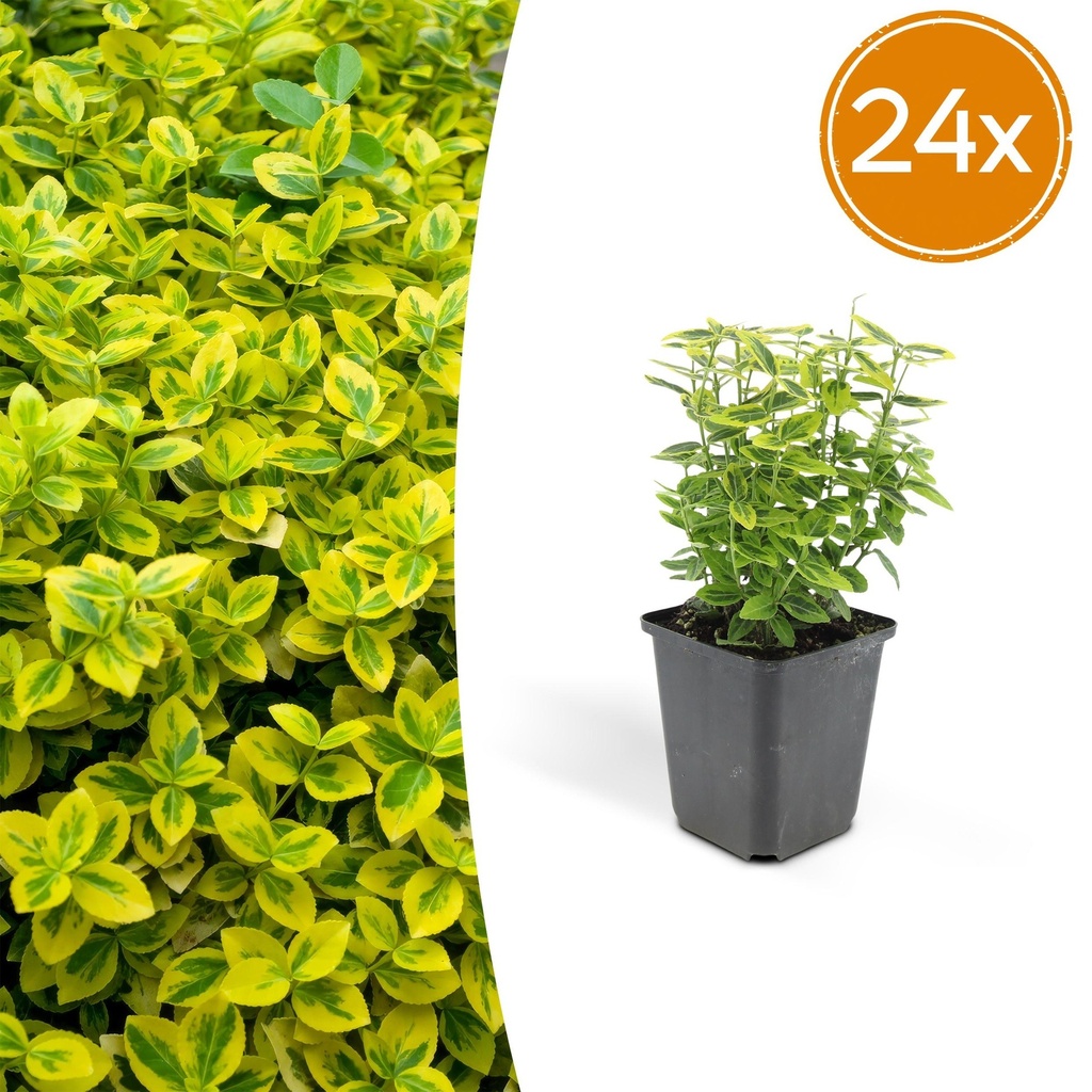 24x Euonymus fort. 'Emerald 'n Gold' - ↕10-25cm - Ø9cm