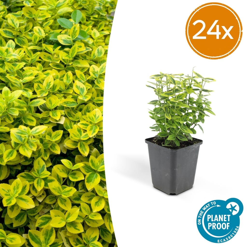 24x Euonymus fort. 'Emerald 'n Gold' - ↕10-25cm - Ø9cm