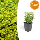 24x Euonymus fort. 'Emerald 'n Gold' - ↕10-25cm - Ø9cm