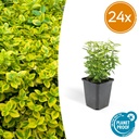 24x Euonymus fort. 'Emerald 'n Gold' - ↕10-25cm - Ø9cm