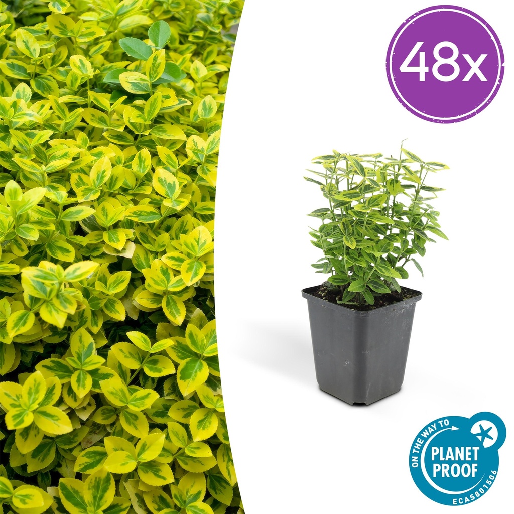 Kriechspindel 'Emerald ' 48er-Set (Euonymus fortunei) – winterharter immergrüner Bodendecker, Topf-Ø 9 cm, Höhe ca. 25 cm