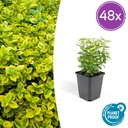Kriechspindel 'Emerald ' 48er-Set (Euonymus fortunei) – winterharter immergrüner Bodendecker, Topf-Ø 9 cm, Höhe ca. 25 cm