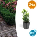 Japanischer Spindelstrauch 24er-Set (Euonymus japonicus) – winterharter immergrüner Strauch, Topf-Ø 9 cm, Höhe ca. 25 cm