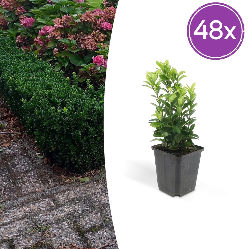 48x Euonymus jap. Green Spire - ↕10-25cm - Ø9cm
