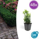 Japanischer Spindelstrauch 48er-Set (Euonymus japonicus) – winterharter immergrüner Strauch, Topf-Ø 9 cm, Höhe ca. 25 cm