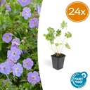 Storchschnabel 24er-Set (Geranium romanum) – winterharte Staude, Topf-Ø 9 cm, Höhe ca. 25 cm