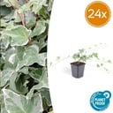 Efeu 'Glacier' 24er-Set (Hedera helix) – winterharte Kletterpflanze, Topf-Ø 9 cm, Höhe ca. 25 cm