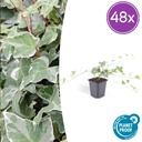 Efeu 'Glacier' 48er-Set (Hedera helix) – winterharte Kletterpflanze, Topf-Ø 9 cm, Höhe ca. 25 cm
