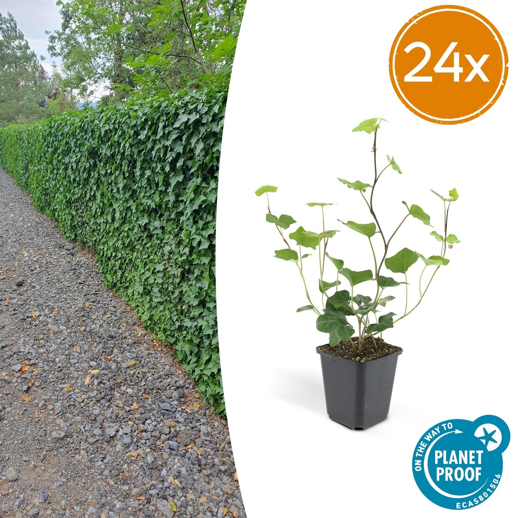 Irischer Efeu 24er-Set (Hedera hibernica) – winterharte Kletterpflanze, Topf-Ø 9 cm, Höhe ca. 25 cm