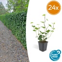 Irischer Efeu 24er-Set (Hedera hibernica) – winterharte Kletterpflanze, Topf-Ø 9 cm, Höhe ca. 25 cm