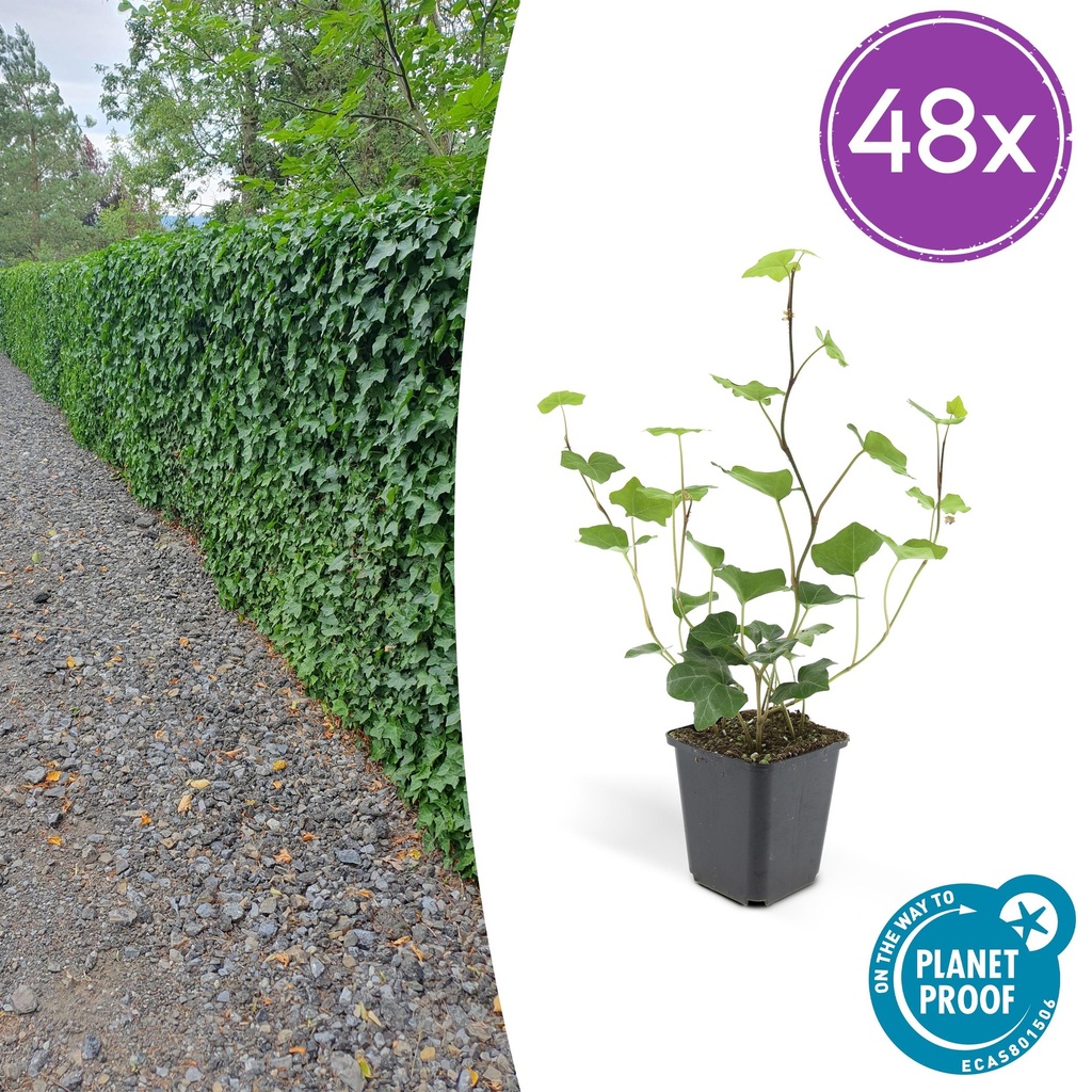 Irischer Efeu 48er-Set (Hedera hibernica) – winterharte Kletterpflanze, Topf-Ø 9 cm, Höhe ca. 25 cm