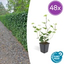 Irischer Efeu 48er-Set (Hedera hibernica) – winterharte Kletterpflanze, Topf-Ø 9 cm, Höhe ca. 25 cm