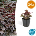 Purpurglöckchen 'Palace Purple' 24er-Set (Heuchera micrantha) – winterharte Blattschmuckstaude, Topf-Ø 9 cm, Höhe ca. 25 cm