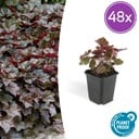 Purpurglöckchen 'Palace Purple' 48er-Set (Heuchera micrantha) – winterharte Blattschmuckstaude, Topf-Ø 9 cm, Höhe ca. 25 cm