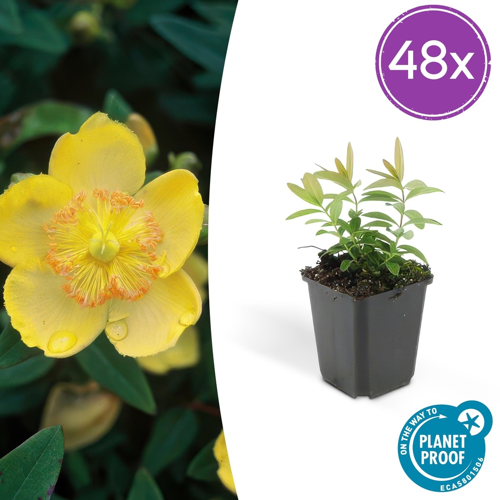 Großblütiges Johanniskraut 48er-Set (Hypericum calycinum) – winterharter Bodendecker, Topf-Ø 9 cm, Höhe ca. 25 cm