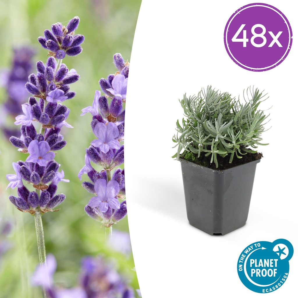 Echter Lavendel 'Hidcote' 48er-Set (Lavandula angustifolia) – winterharte Staude, Topf-Ø 9 cm, Höhe ca. 25 cm