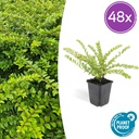 Heckenmyrte 'Maigrün' 48er-Set (Lonicera nit.) – winterharter immergrüner Strauch, Topf-Ø 9 cm, Höhe ca. 25 cm