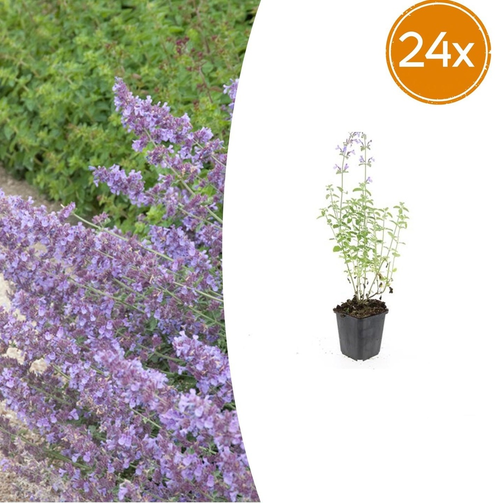 Katzenminze 'Walker' 24er-Set (Nepeta s) – winterharte Staude, Topf-Ø 9 cm, Höhe ca. 25 cm