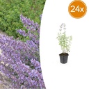 Katzenminze 'Walker' 24er-Set (Nepeta s) – winterharte Staude, Topf-Ø 9 cm, Höhe ca. 25 cm