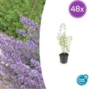 Katzenminze 'Walker' 48er-Set (Nepeta s) – winterharte Staude, Topf-Ø 9 cm, Höhe ca. 25 cm