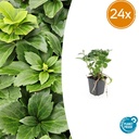 Dickmännchen 24er-Set (Pachysandra terminalis) – winterharter Bodendecker, Topf-Ø 9 cm, Höhe ca. 25 cm