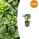 Dickmännchen 24er-Set (Pachysandra terminalis) – winterharter Bodendecker, Topf-Ø 9 cm, Höhe ca. 25 cm