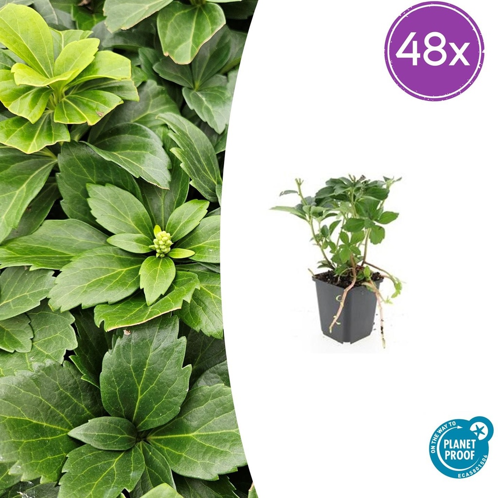 Dickmännchen 48er-Set (Pachysandra terminalis) – winterharter Bodendecker, Topf-Ø 9 cm, Höhe ca. 25 cm