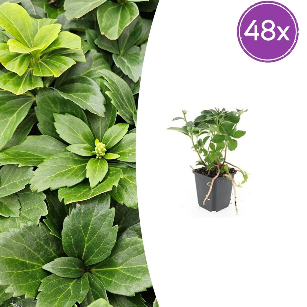 Dickmännchen 48er-Set (Pachysandra terminalis) – winterharter Bodendecker, Topf-Ø 9 cm, Höhe ca. 25 cm