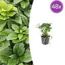 48x Pachysandra terminalis - ↕10-25cm - Ø9cm