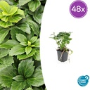 Dickmännchen 48er-Set (Pachysandra terminalis) – winterharter Bodendecker, Topf-Ø 9 cm, Höhe ca. 25 cm