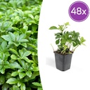48x Pachysandra term. 'Green Carpet' - ↕10-25cm - Ø9cm