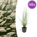 48x Pennisetum alopecuroides 'Hameln' - ↕10-25cm - Ø9cm