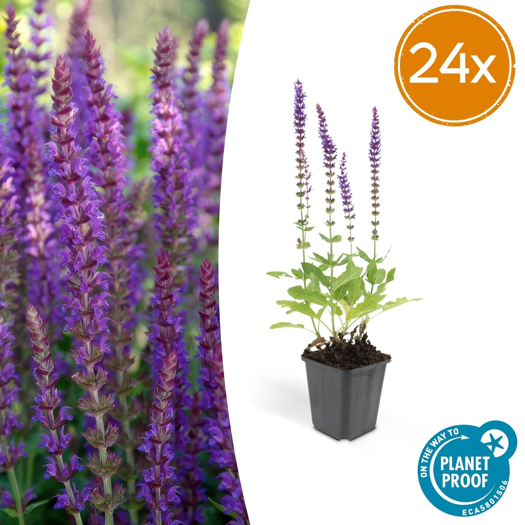 24x Salvia nemorosa 'Ostfriesland' - ↕10-25cm - Ø9cm