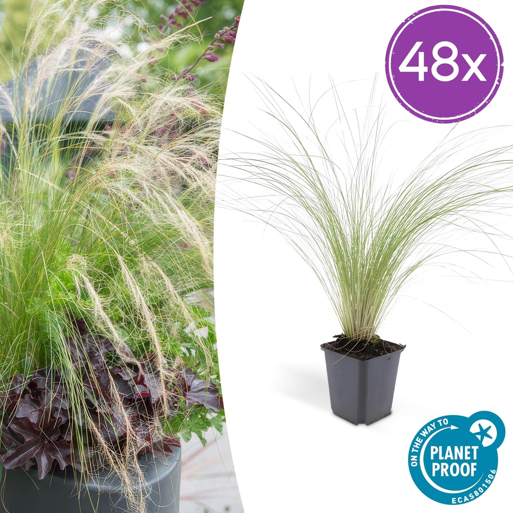 Federgras 'Ponytails' 48er-Set (Stipa tenuissima) – winterhartes Ziergras, Topf-Ø 9 cm, Höhe ca. 25 cm