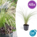 Federgras 'Ponytails' 48er-Set (Stipa tenuissima) – winterhartes Ziergras, Topf-Ø 9 cm, Höhe ca. 25 cm