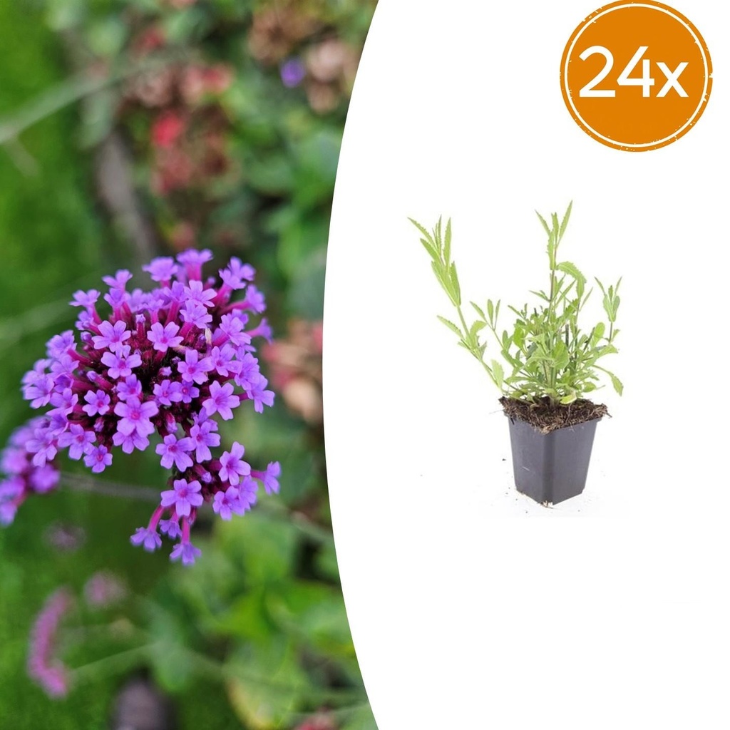 24x Verbena bonariensis - ↕10-25cm - Ø9cm