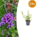 24x Verbena bonariensis - ↕10-25cm - Ø9cm