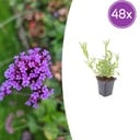 48x Verbena bonariensis - ↕10-25cm - Ø9cm