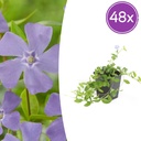 48x Vinca minor - ↕10-25cm - Ø9cm