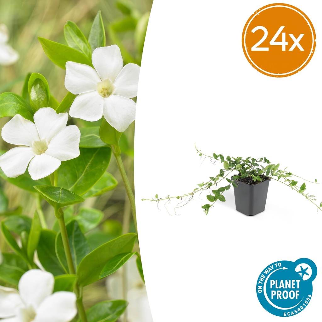 Immergrün 'Alba' 24er-Set (Vinca minor) – winterharter Bodendecker, Topf-Ø 9 cm, Höhe ca. 25 cm
