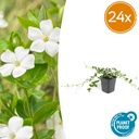 Immergrün 'Alba' 24er-Set (Vinca minor) – winterharter Bodendecker, Topf-Ø 9 cm, Höhe ca. 25 cm