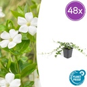 Immergrün 'Alba' 48er-Set (Vinca minor) – winterharter Bodendecker, Topf-Ø 9 cm, Höhe ca. 25 cm