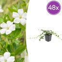 Immergrün 'Alba' 48er-Set (Vinca minor) – winterharter Bodendecker, Topf-Ø 9 cm, Höhe ca. 25 cm