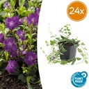 Immergrün 'Atropurpurea' 24er-Set (Vinca minor) – winterharter Bodendecker, Topf-Ø 9 cm, Höhe ca. 25 cm