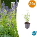 Duftnessel 'Black Adder' 24er-Set (Agastache foeniculum) – winterharte Staude, Topf-Ø 9 cm, Höhe ca. 25 cm