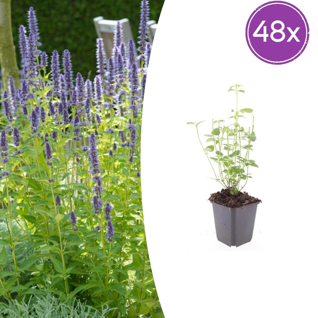 48x Agastache 'Black Adder' - ↕10-25cm - Ø9cm
