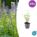 Duftnessel 'Black Adder' 48er-Set (Agastache foeniculum) – winterharte Staude, Topf-Ø 9 cm, Höhe ca. 25 cm