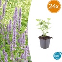 Duftnessel 'Blue Fortune' 24er-Set (Agastache foeniculum) – winterharte Staude, Topf-Ø 9 cm, Höhe ca. 25 cm