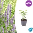 Duftnessel 'Blue Fortune' 48er-Set (Agastache foeniculum) – winterharte Staude, Topf-Ø 9 cm, Höhe ca. 25 cm